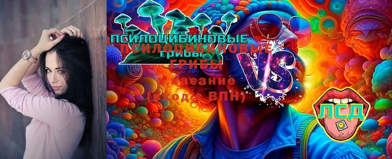 Псилоцибиновые грибы Cubensis  Пугачёв 